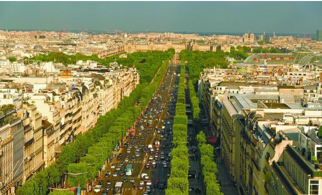 巴黎世界闻名的街道都种什么树(图1)